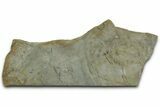 Cruziana (Fossil Trilobite Trackway) Plate - Indiana #325684-1